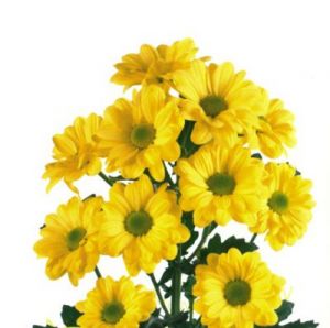 Хризантема Бакарди желтая кустовая ― Цветок