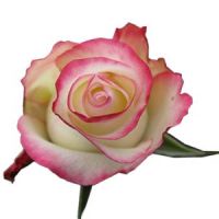 Роза Свитнес Эквадор 80 см