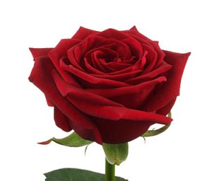 Роза Рэд наоми Россия 70 см ― Цветок