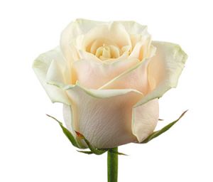Роза Талея Россия 70 см ― Цветок